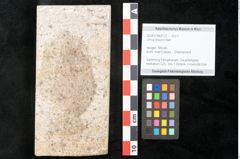 Foto (Objekt + Etikett) von Ulmus braunii Heer (NHMW-GEO-2024-0188-8122)